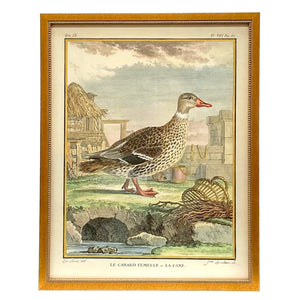 Natural History Prints