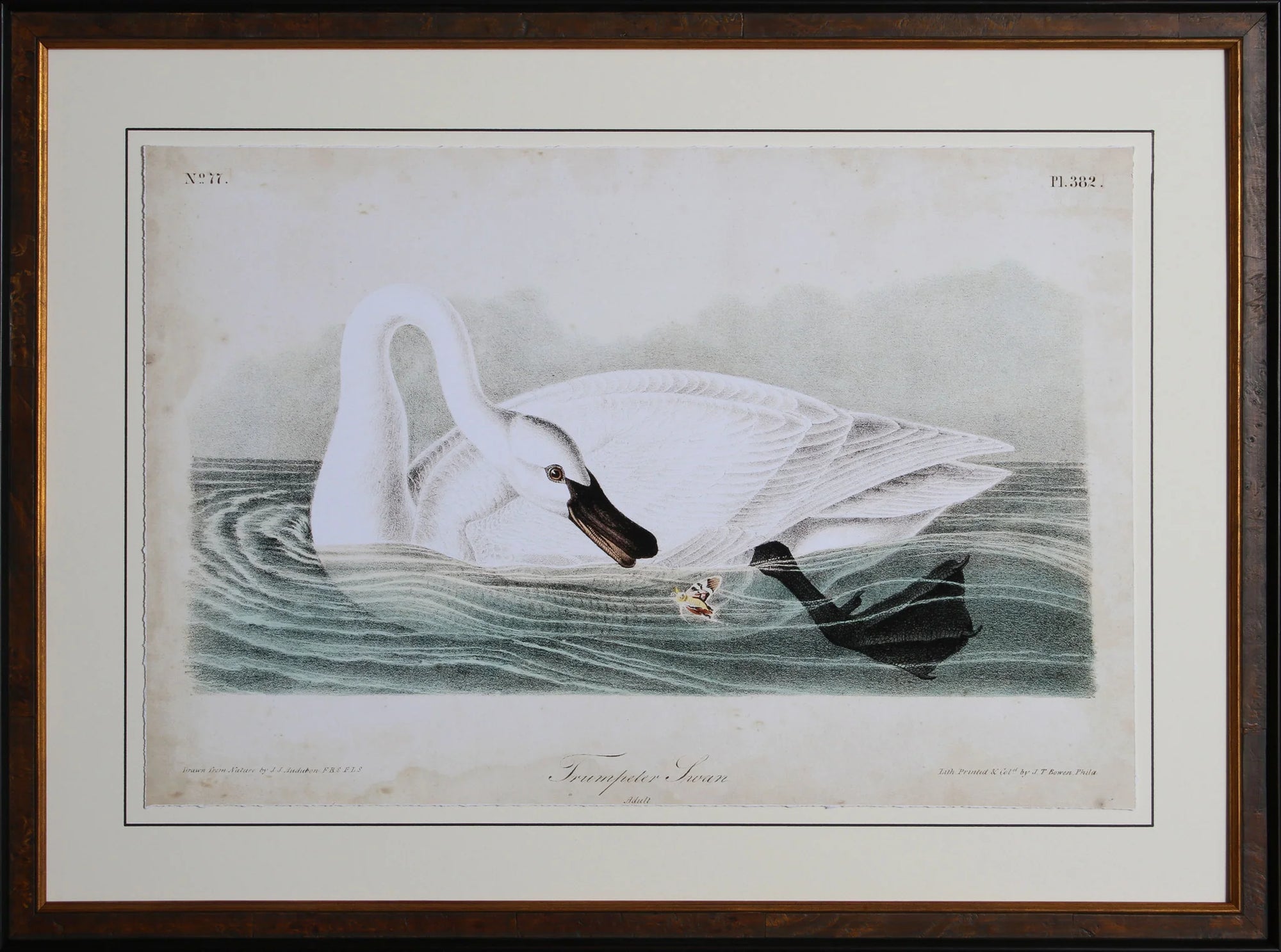 Swan I Audubon