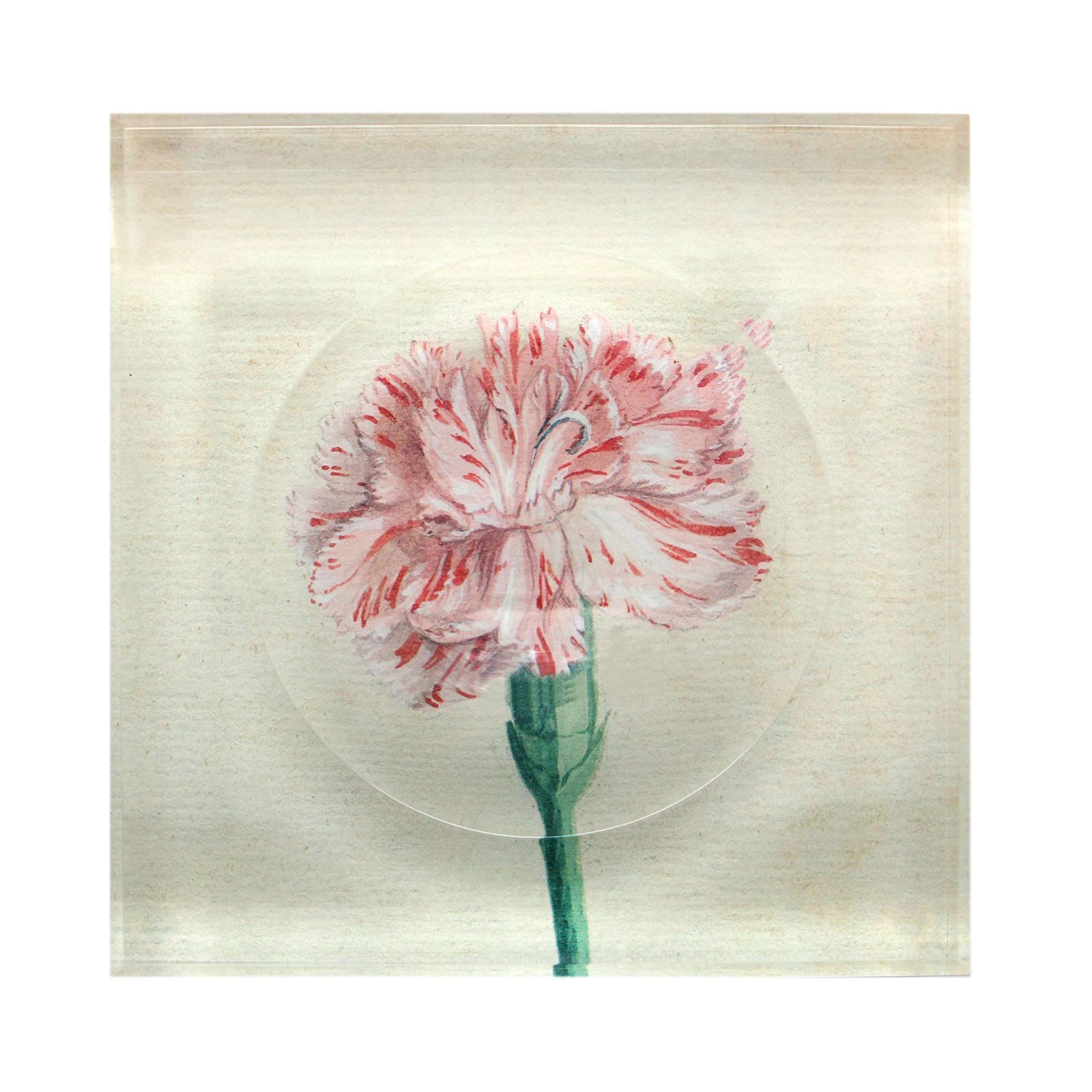 Watercolor Carnation Trinket Bowl