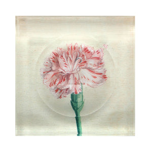 Watercolor Carnation Trinket Bowl
