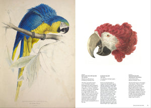 The Bird: The Great Age of Avian Illustration