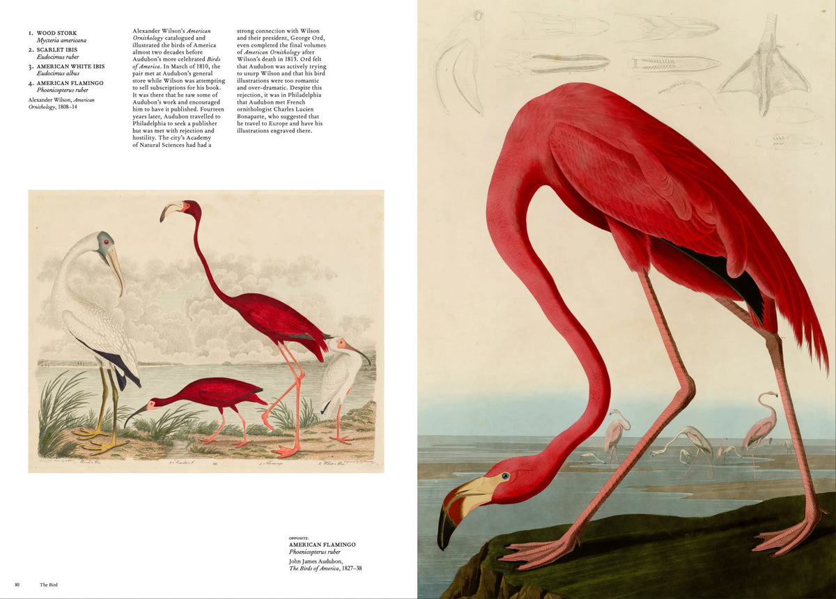 The Bird: The Great Age of Avian Illustration