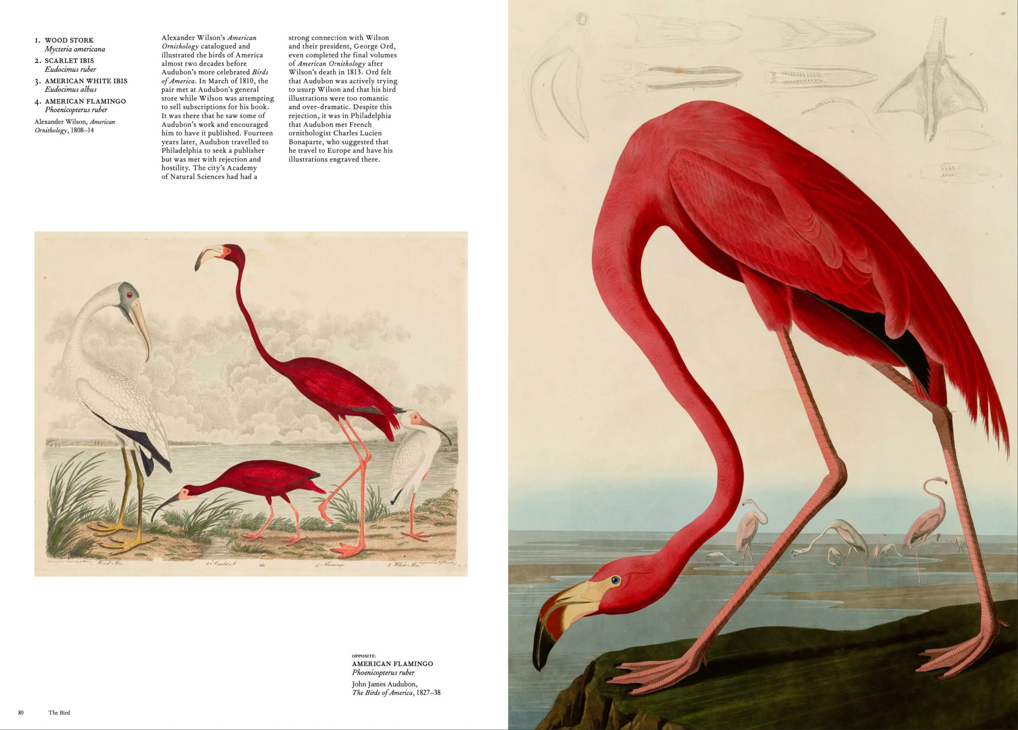 The Bird: The Great Age of Avian Illustration
