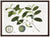 Wall Decor  Wall Art  Wall  Prints  Print  Nature  Framed  Botanicals  Botanical  Art