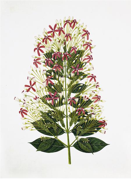 British Colonial Floral No. 2