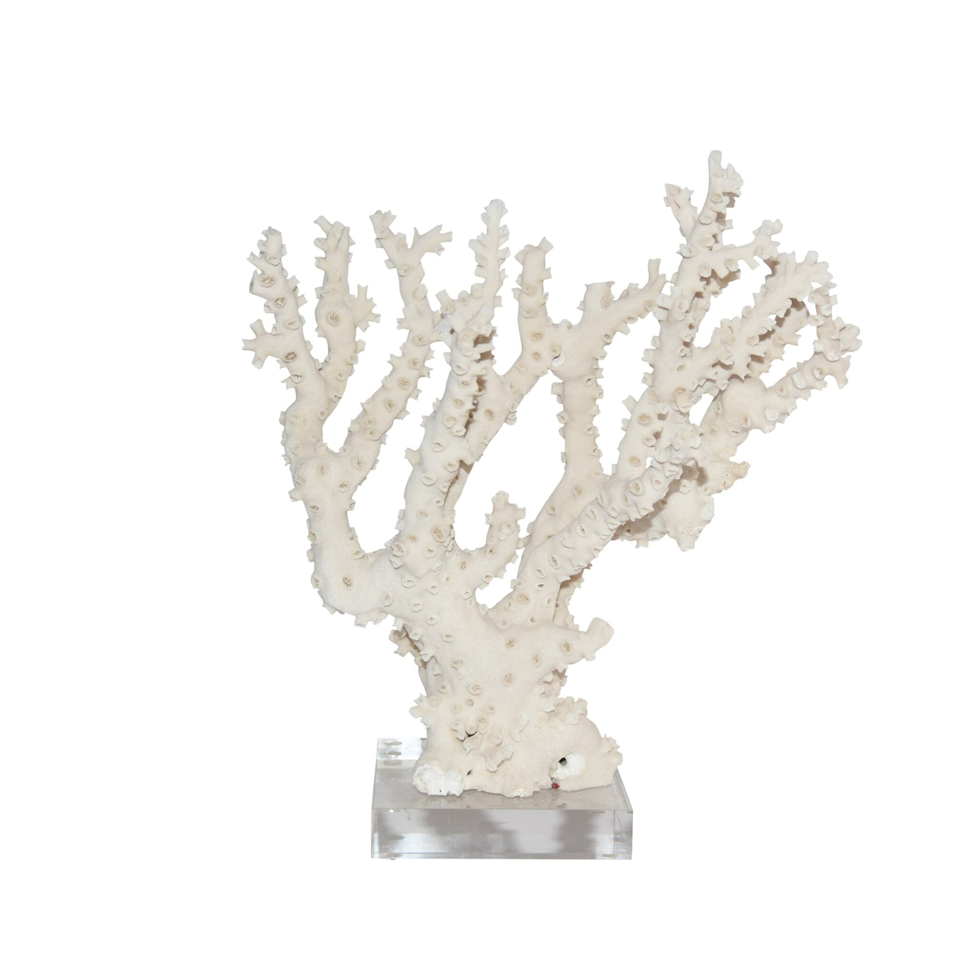 Sea Life  Lucite  Decorative Accessories  Coral  Acrylic