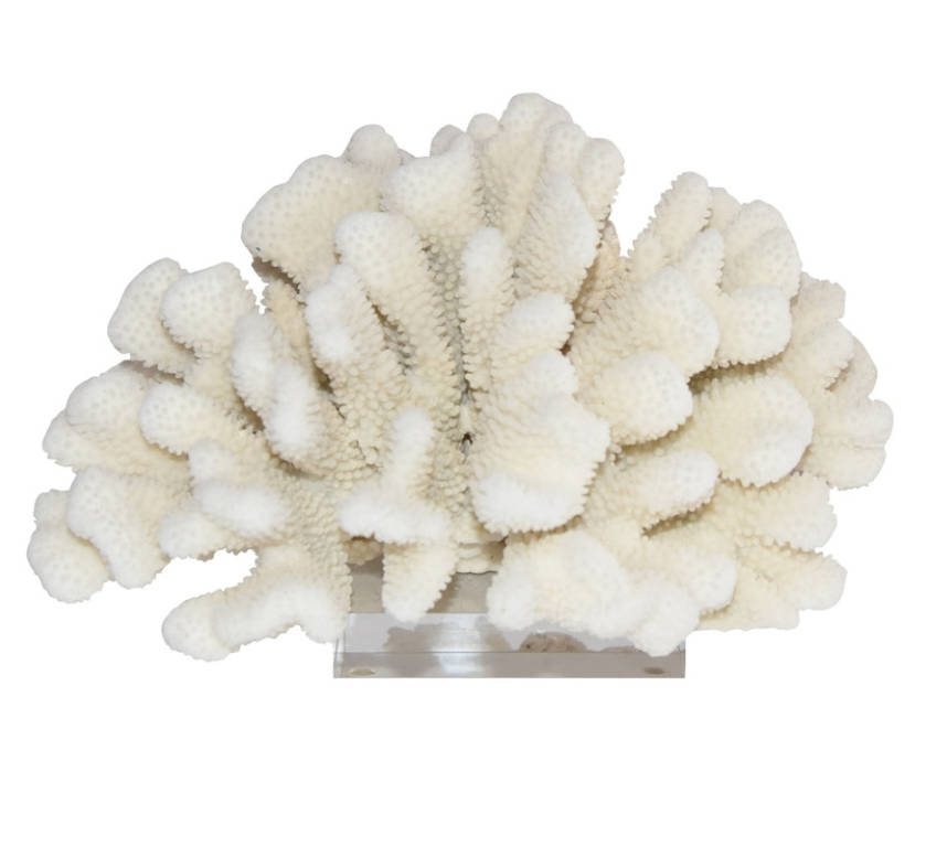 Cauliflower Coral - Coco & Dash