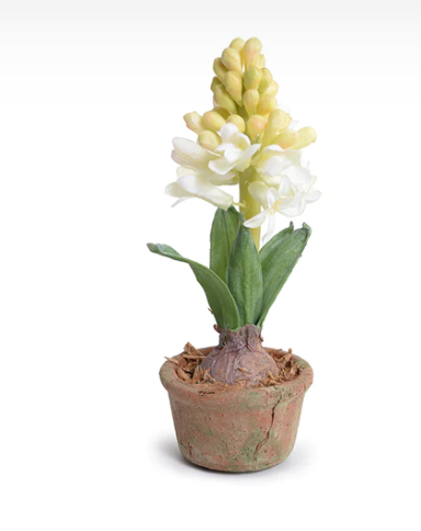 Hyacinth-White