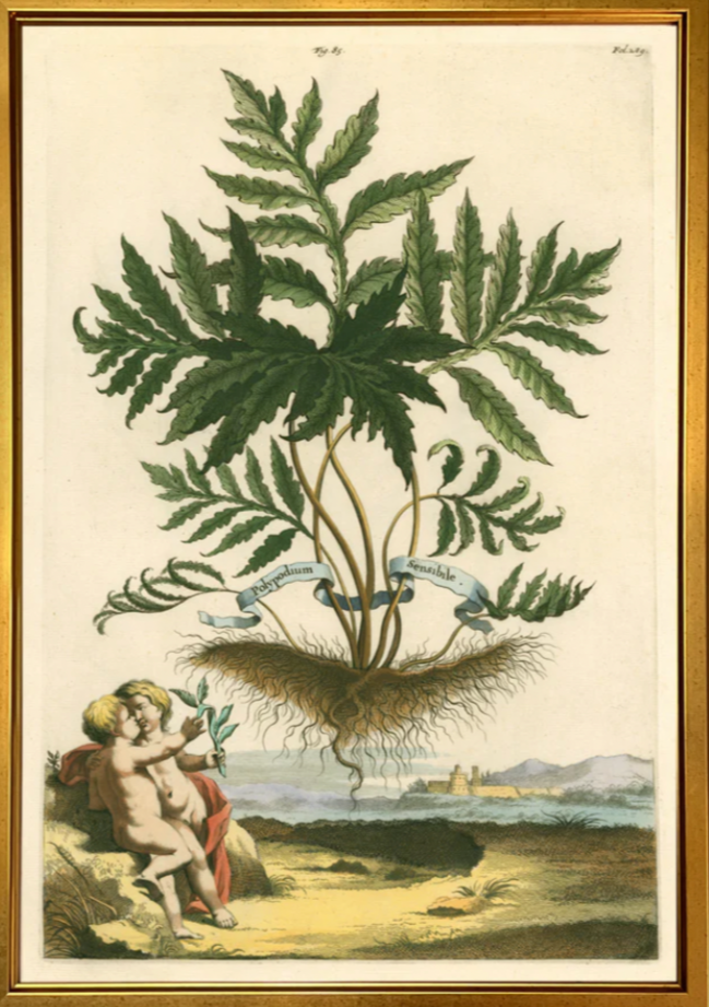 Munting Botanical Fig. 3