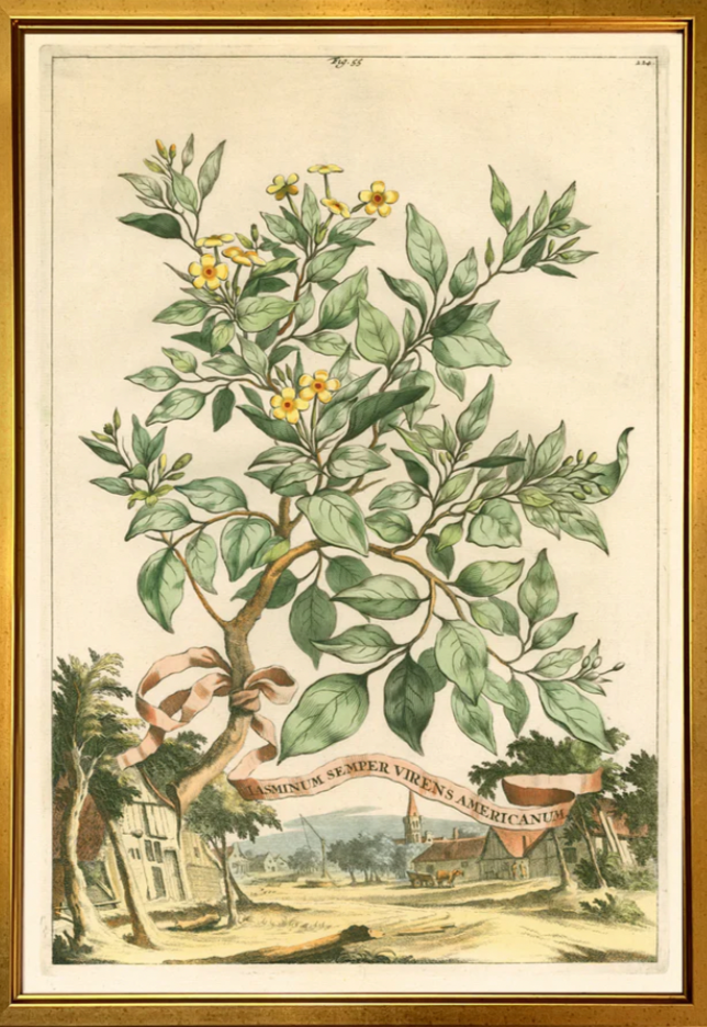 Munting Botanical Fig.5