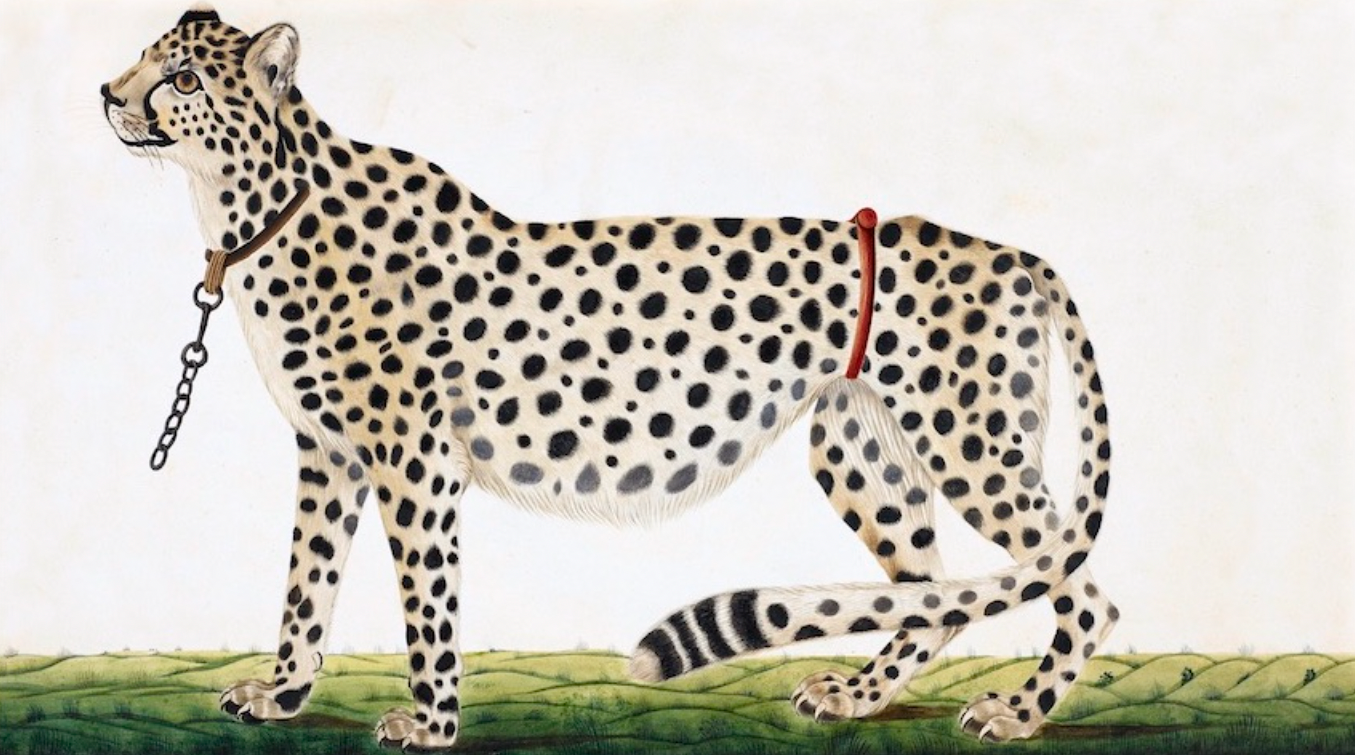 Snow Leopard (Left)