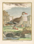 Comte De Buffon Duck Print