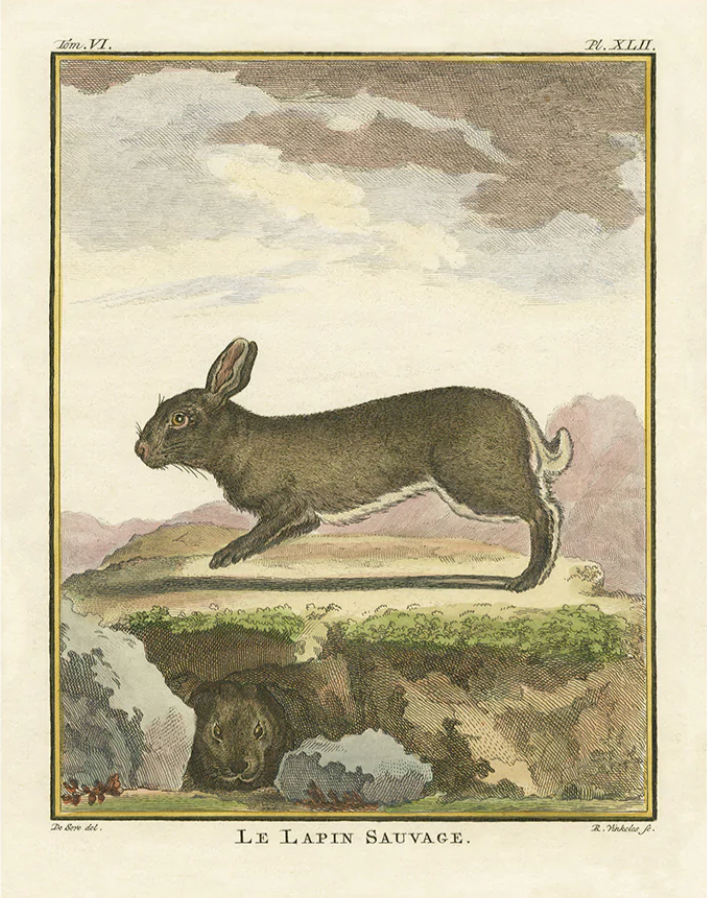 Comte De Buffon Hare Print