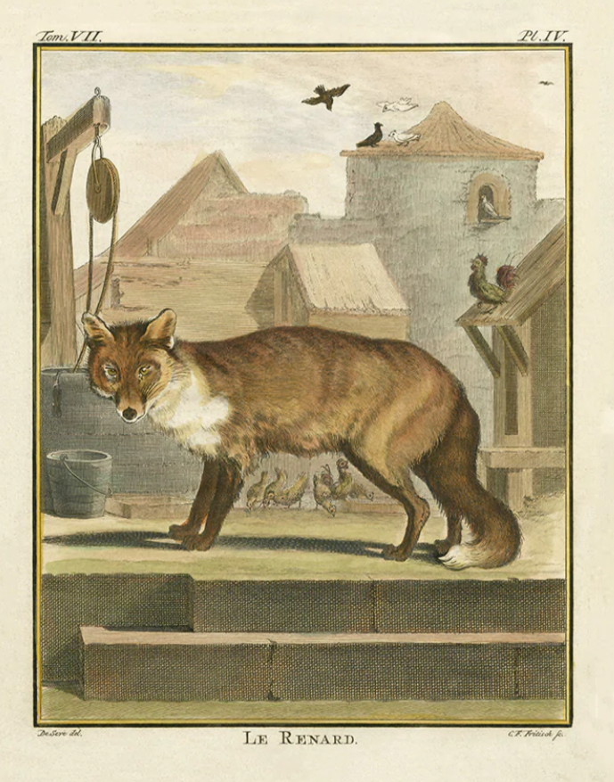 Comte De Buffon Fox Print