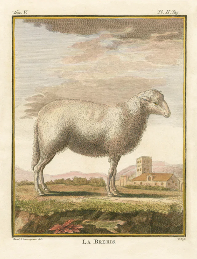 Comte De Buffon Lamb Print
